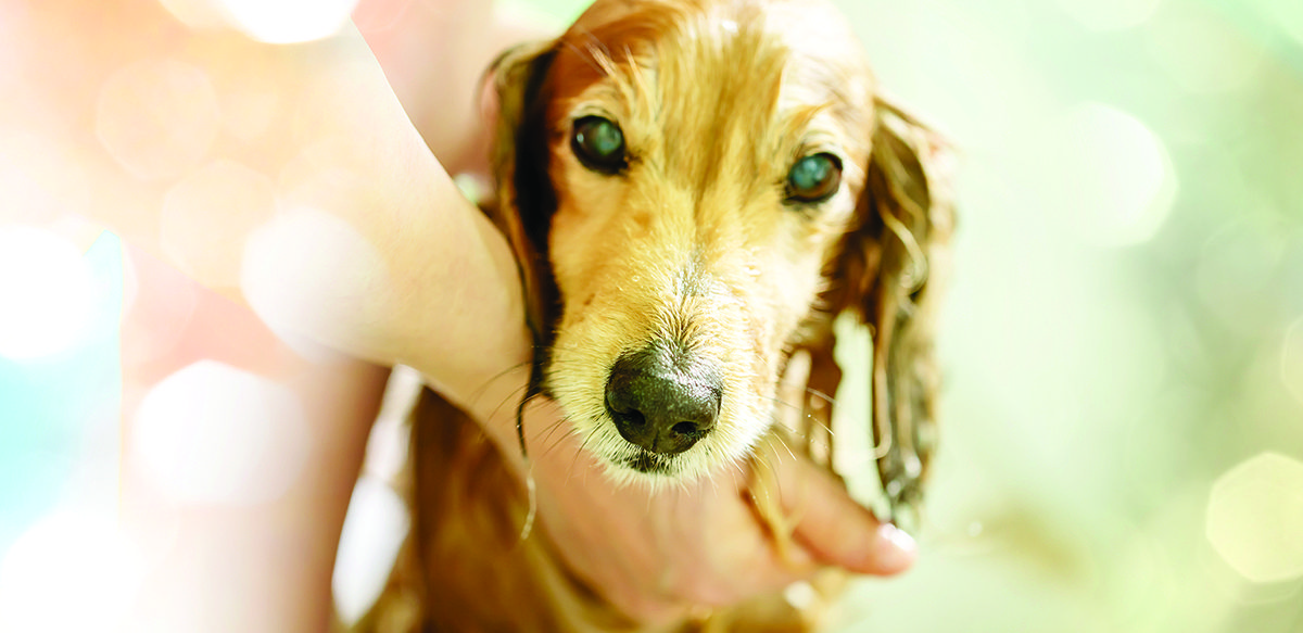 Must Like Dogs:  How to Clean Up  with a Pet Wash